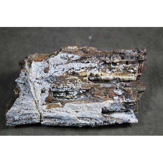 Chalcedony Psm Fossil Wood