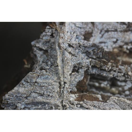 Chalcedony Psm Fossil Wood