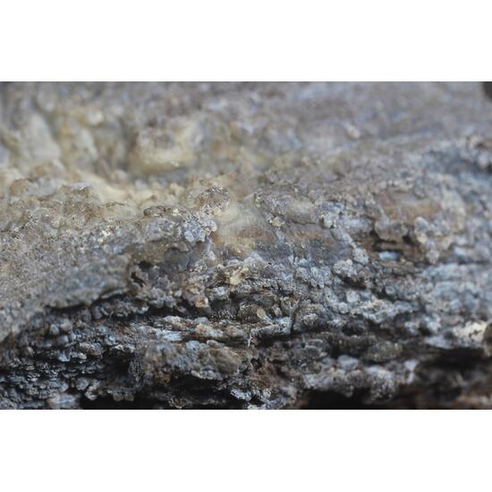 Chalcedony Psm Fossil Wood