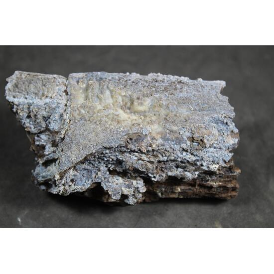 Chalcedony Psm Fossil Wood