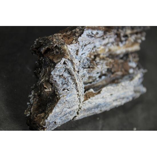 Chalcedony Psm Fossil Wood