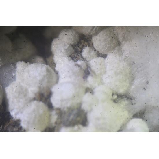 Natrolite With Tacharanite