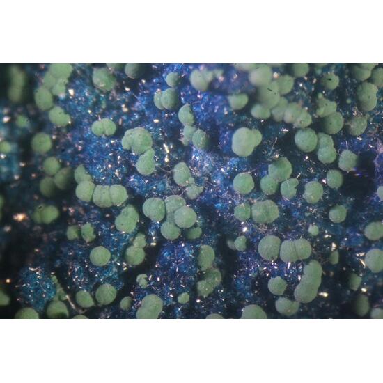 Cornetite With Malachite