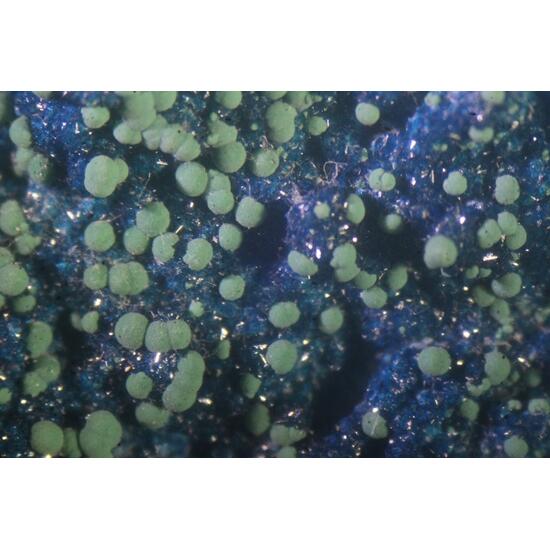 Cornetite With Malachite