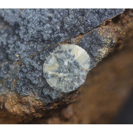 Metavivianite & Vivianite