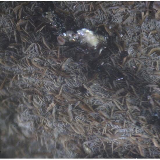 Pennantite & Ganophyllite