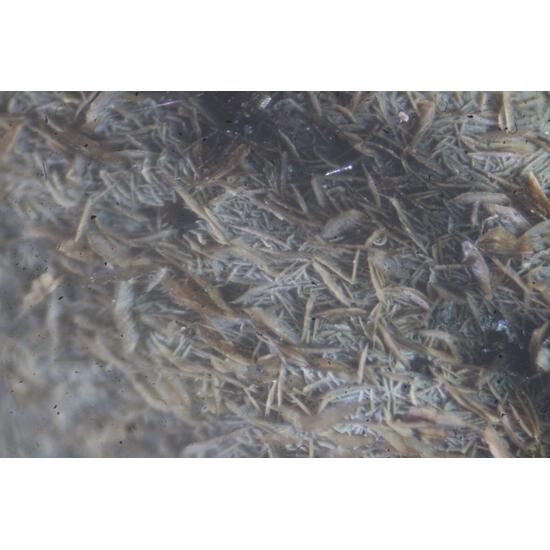 Pennantite & Ganophyllite