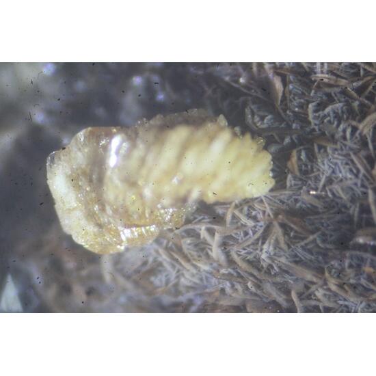 Pennantite & Ganophyllite