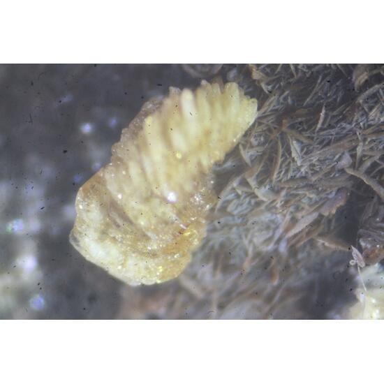 Pennantite & Ganophyllite