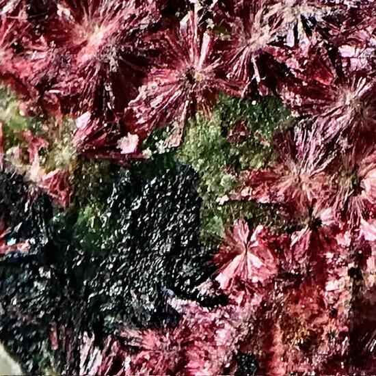 Erythrite