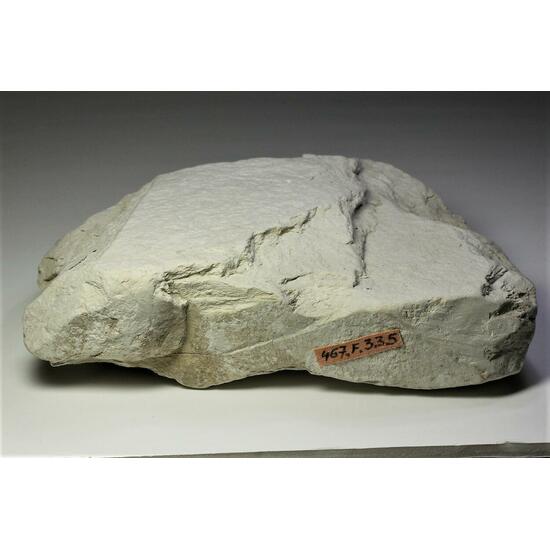 Fossil Plant In Diatomite