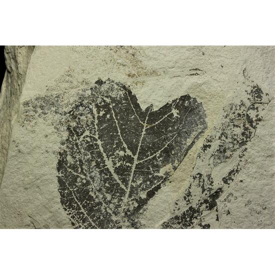 Fossil Plant In Diatomite