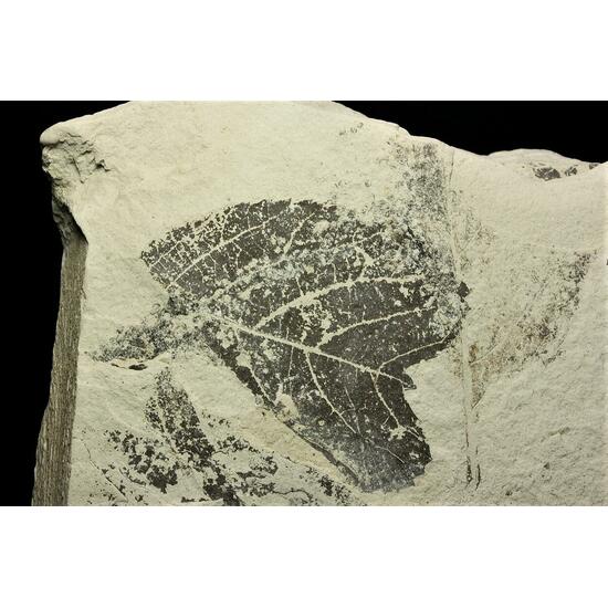 Fossil Plant In Diatomite