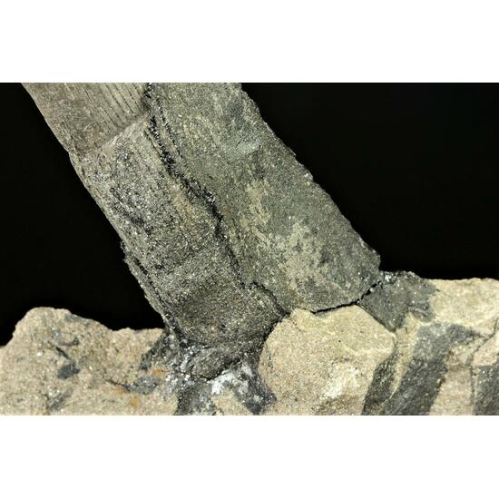 Petrified Wood With Coal