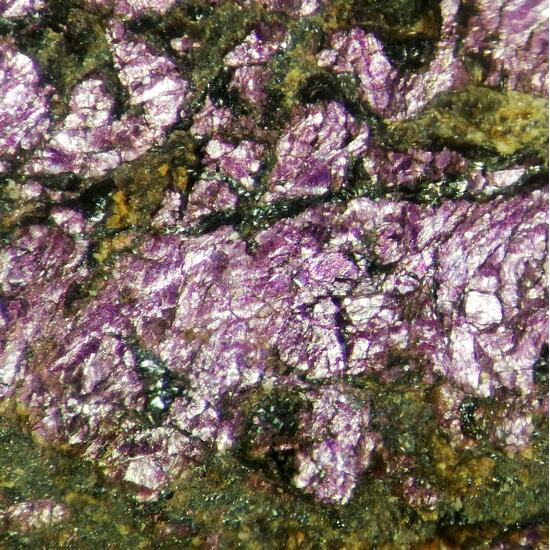 Purpurite