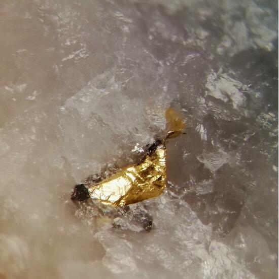 Gold & Molybdenite