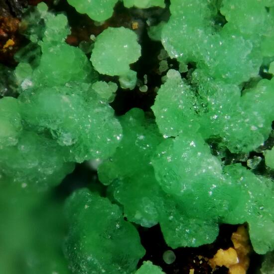 Conichalcite & Adamite