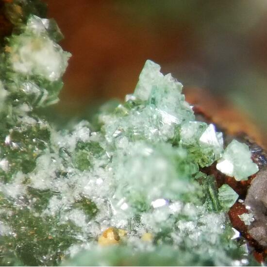 Conichalcite & Adamite