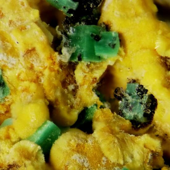 Dewindtite & Torbernite