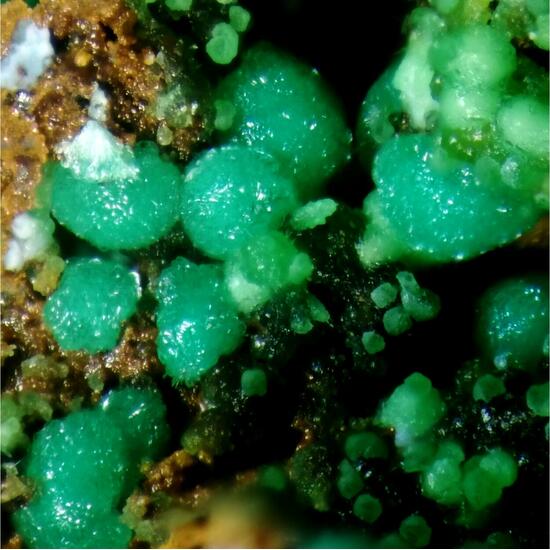 Goldhillite & Conichalcite