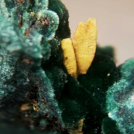 Kasolite Psm Demesmaekerite