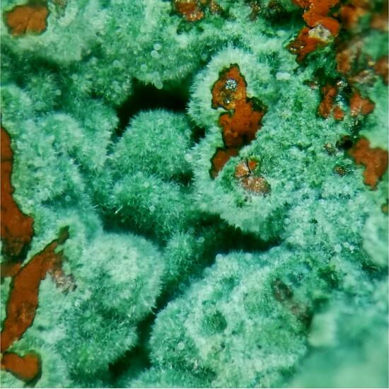 Glauconite On Jasper