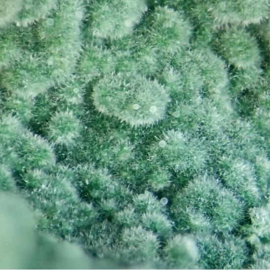 Glauconite On Jasper