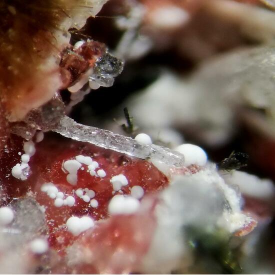 Makatite Eudialyte & Ellingsenite