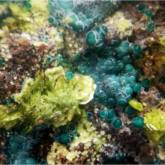 Volborthite & Carnotite