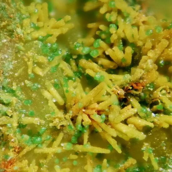 Bayldonite On Mimetite