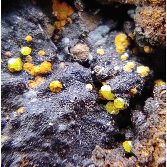 Campylite & Mimetite