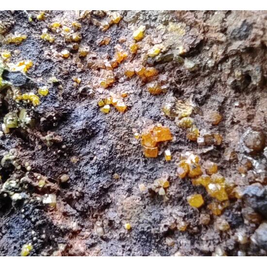 Mimetite Campylite & Goethite On Limonite