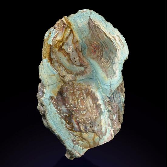 Opal Psm Fossil Wood