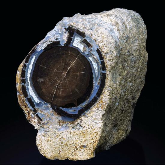 Petrified Wood & Calcite