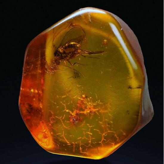 Amber With Inclusions