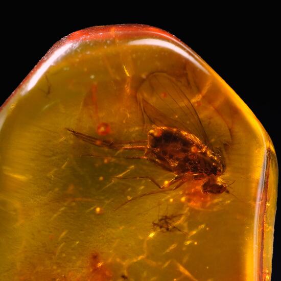 Amber With Inclusions